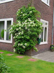 org:/gardening tips/Gardentype/klimhortensia.jpg